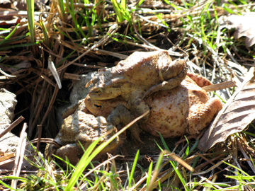 Biotop Erdkröten